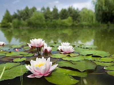 ✔️Kedvezményes félpanziós csomagok a Bodrogi Kúriában - ✔️ Bodrogi Kúria Wellness Hotel Inárcs ✔️ Akció Kúria Inárcs