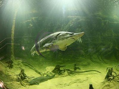 Poroszló Ökocentrum - Fűzfa Hotel Poroszlón, kedvezményes Tisza-Tavi Ökocentrum belépővel - ✔️ Fűzfa Pihenőpark Poroszló ✔️ Akciós Fűzfa Faház Poroszló!